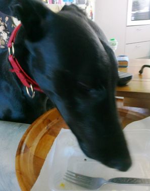 Dexter the Assistance Dog