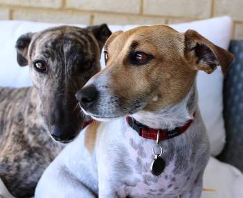 JB and Winston are best pals !