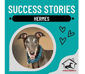 Success Story: Hermes