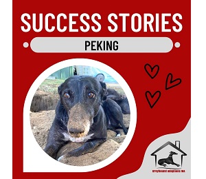 Success Story: Peking
