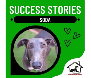 Success Story: Soda