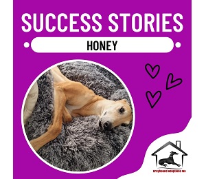 Success Story: Honey