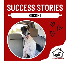 Success Story: Rocket