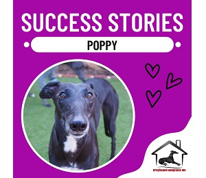 Success Story: Poppy