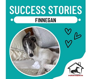 Success Story: Finnegan