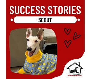 Success Story: Scout