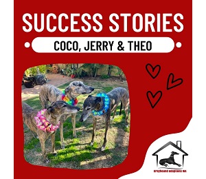 Success Story: Coco, Jerry and Theo