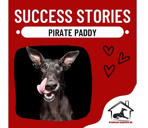 Success Story: Pirate Paddy