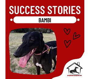 Success Story: Bambi
